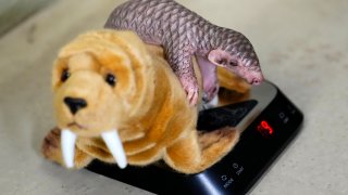 A baby Chinese pangolin is being weighed at the Prague Zoo, Czech Republic, Thursday, Feb. 23, 2023. A female baby of Chinese pangolin has been born in the Prague zoo on Feb 2, 2023.