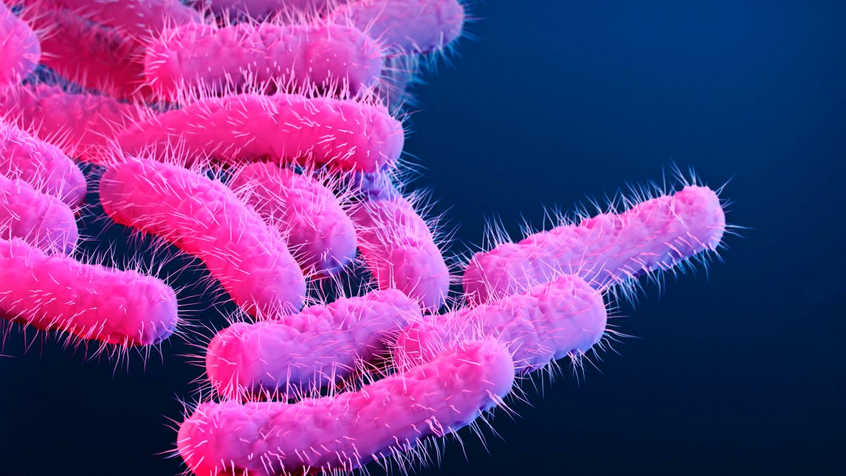 CDC Warns of Rise in Drug-Resistant Stomach Bug – NBC 6 South Florida - Vimarsana News