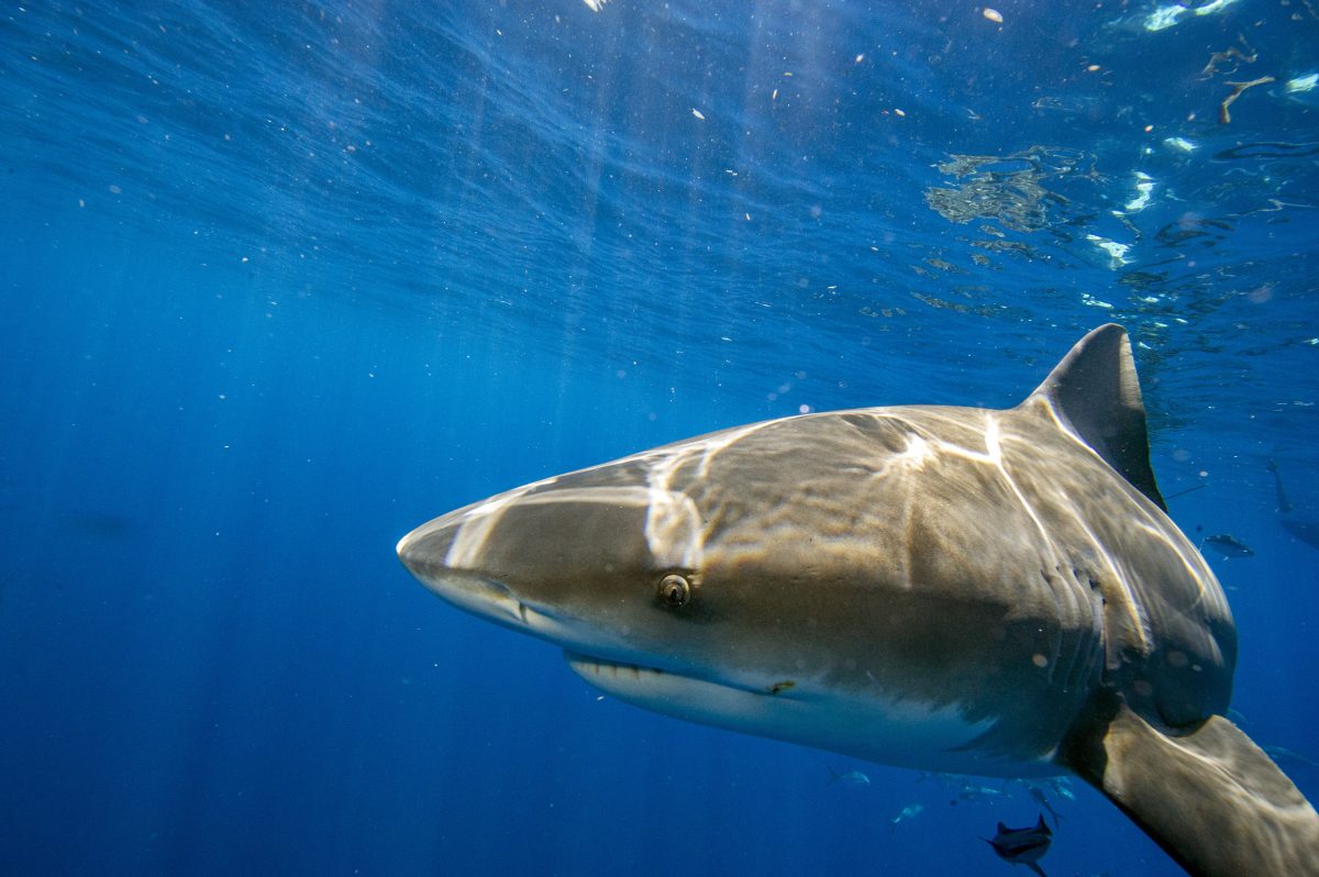 Florida Still World's Shark Bite Capital: How Many Happened in 2022? – NBC  6 South Florida
