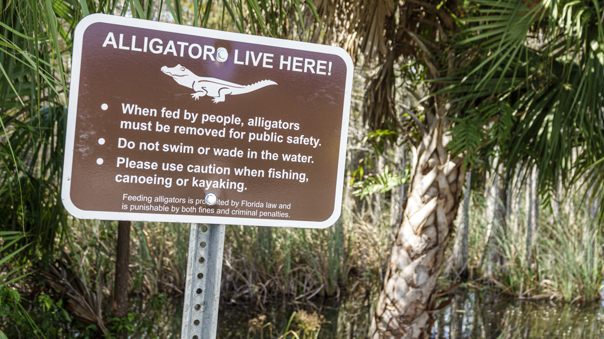 On camera, 85-year-old Florida woman killed by alligator while trying to  protect her dog