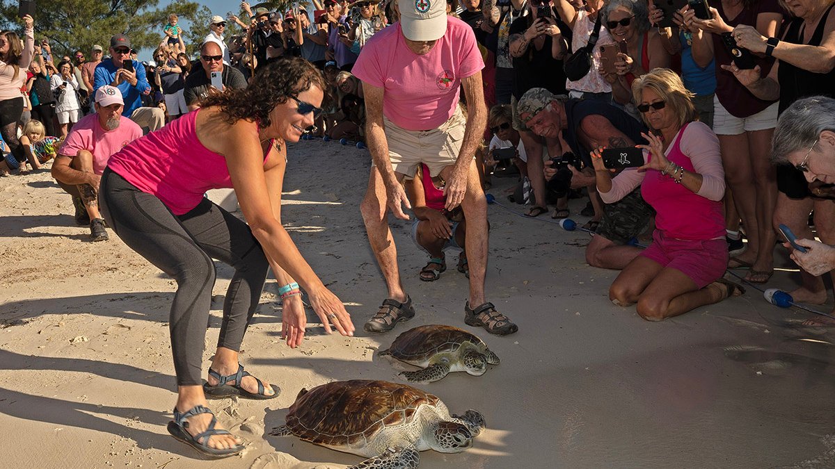 Rehabilitated Sea Turtle Duo Released on Valentine’s Day Off Key West ...