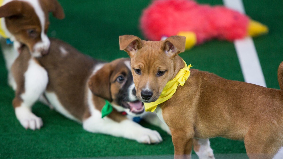 Beagle Rescued From Puppy Mill to Compete in 'Puppy Bowl' – NBC 6 South Florida - Vimarsana News