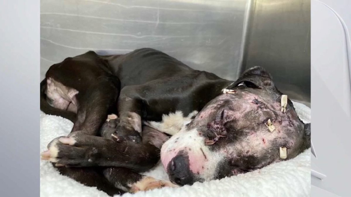 Groups Searching for Those Responsible After Dog Found Abused in Pompano  Beach – NBC 6 South Florida