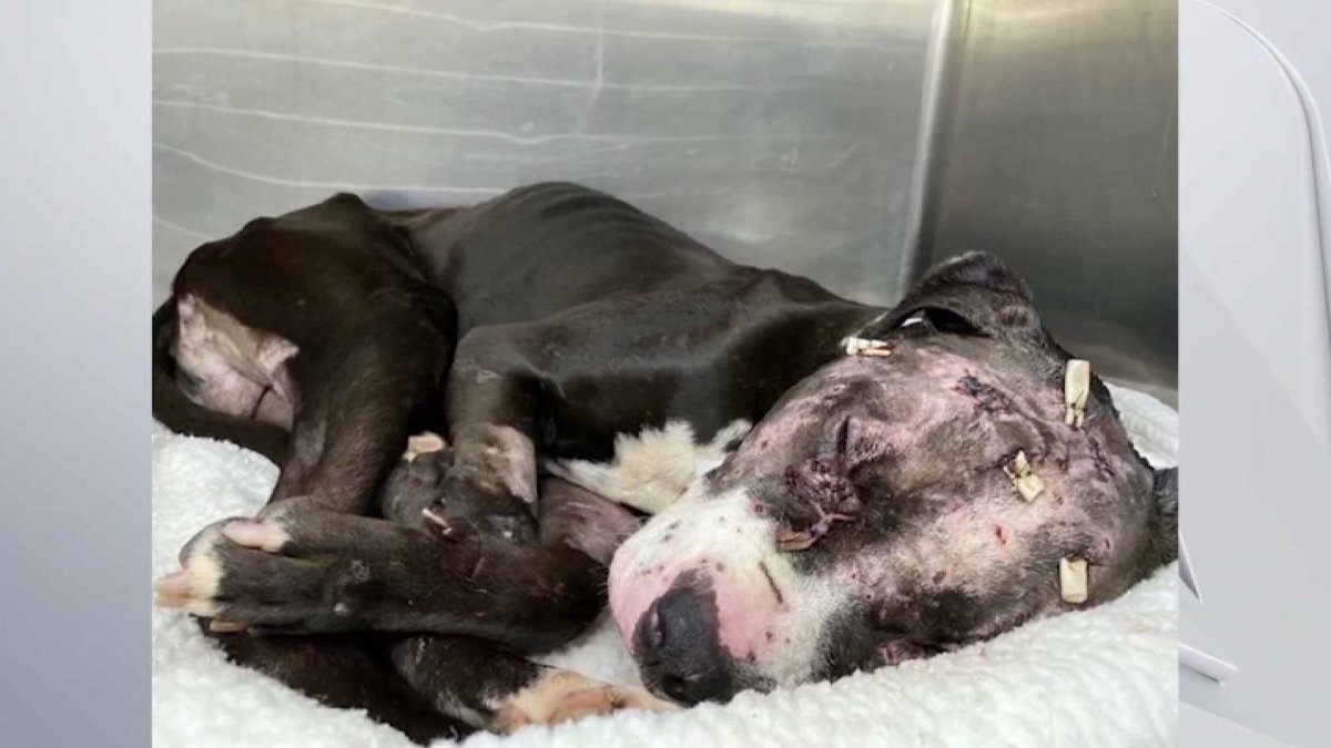 Groups Searching for Those Responsible After Dog Found Abused in Pompano Beach – NBC 6 South Florida Groups Searching for Those Responsible After Dog Found Abused in Pompano Beach – NBC 6 South Florida