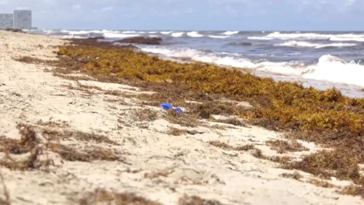 A Massive, Smelly Seaweed Blob is Headed Toward Florida’s Coast – NBC 6 ...