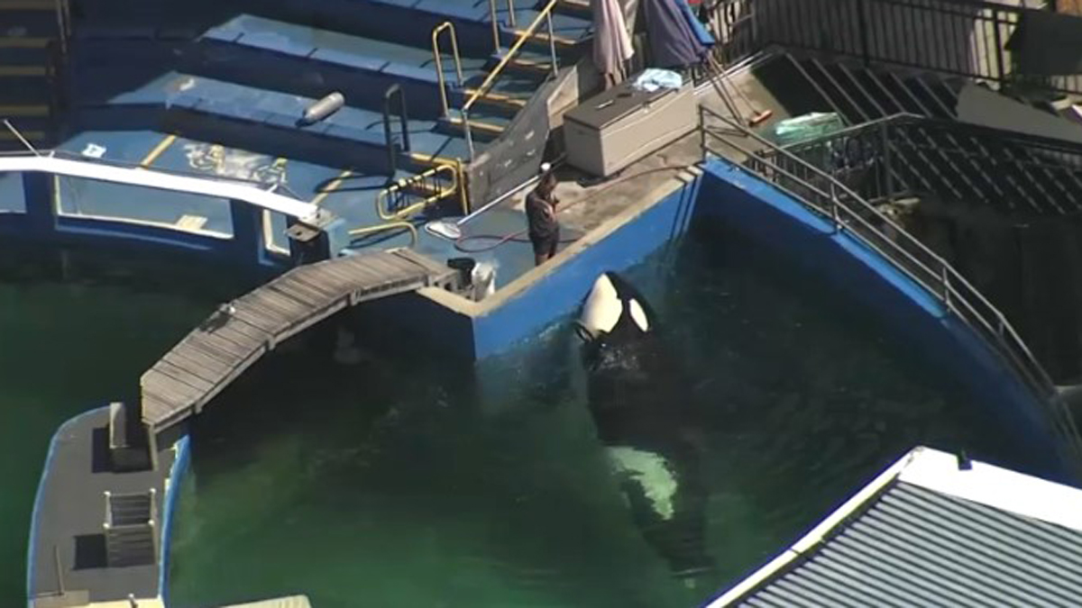 52 years after capture, orca Lolita may return to Pacific