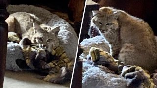 A bobcat lounges on a dog bed in San Manuel home. The homeowner, who found it upon returning from work, suspects it entered through an unlocked doggie door. The bobcat escaped before an Arizona Game & Fish Department officer arrived.