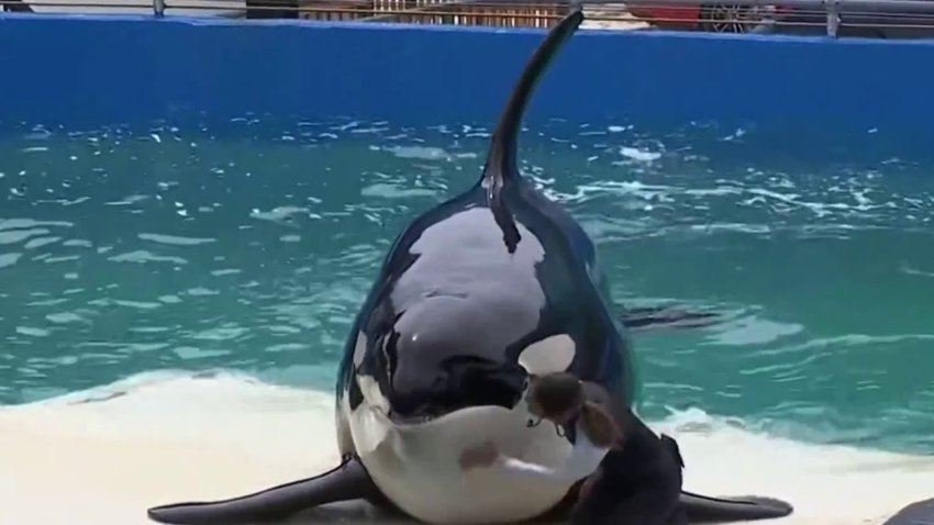 Miami Seaquarium's Lolita to Return to ‘Home Waters'