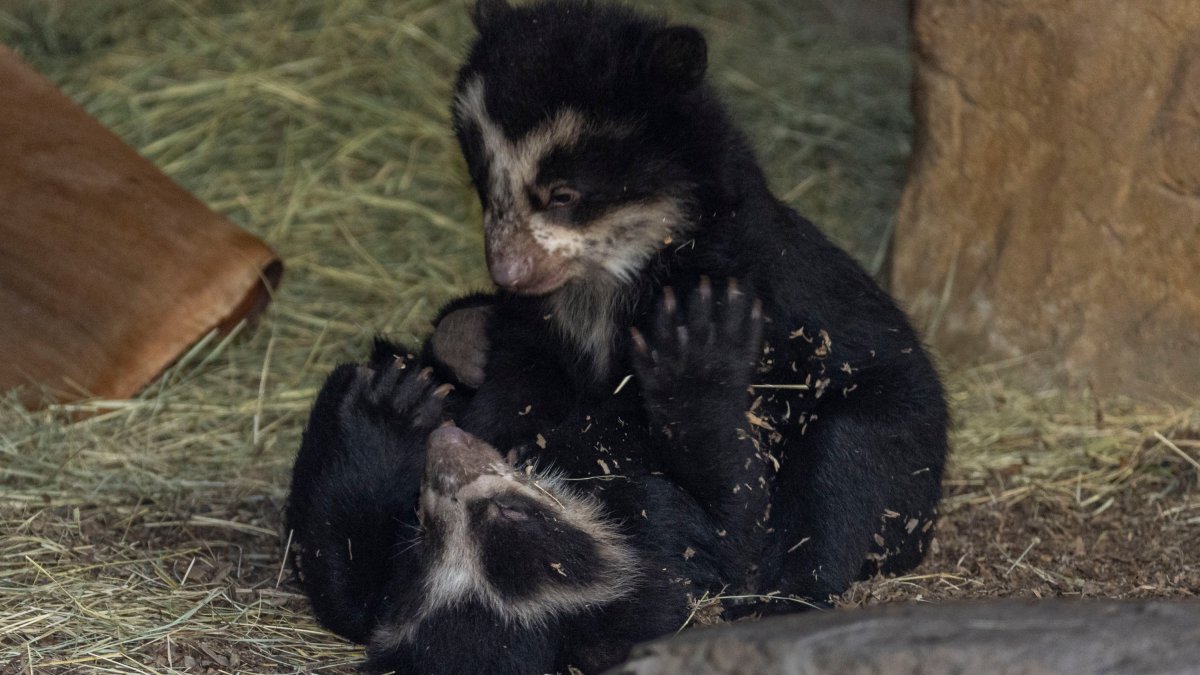 San Diego Zoo Welcomes Twin Andean Bear Cubs – NBC 6 South Florida - Vimarsana News
