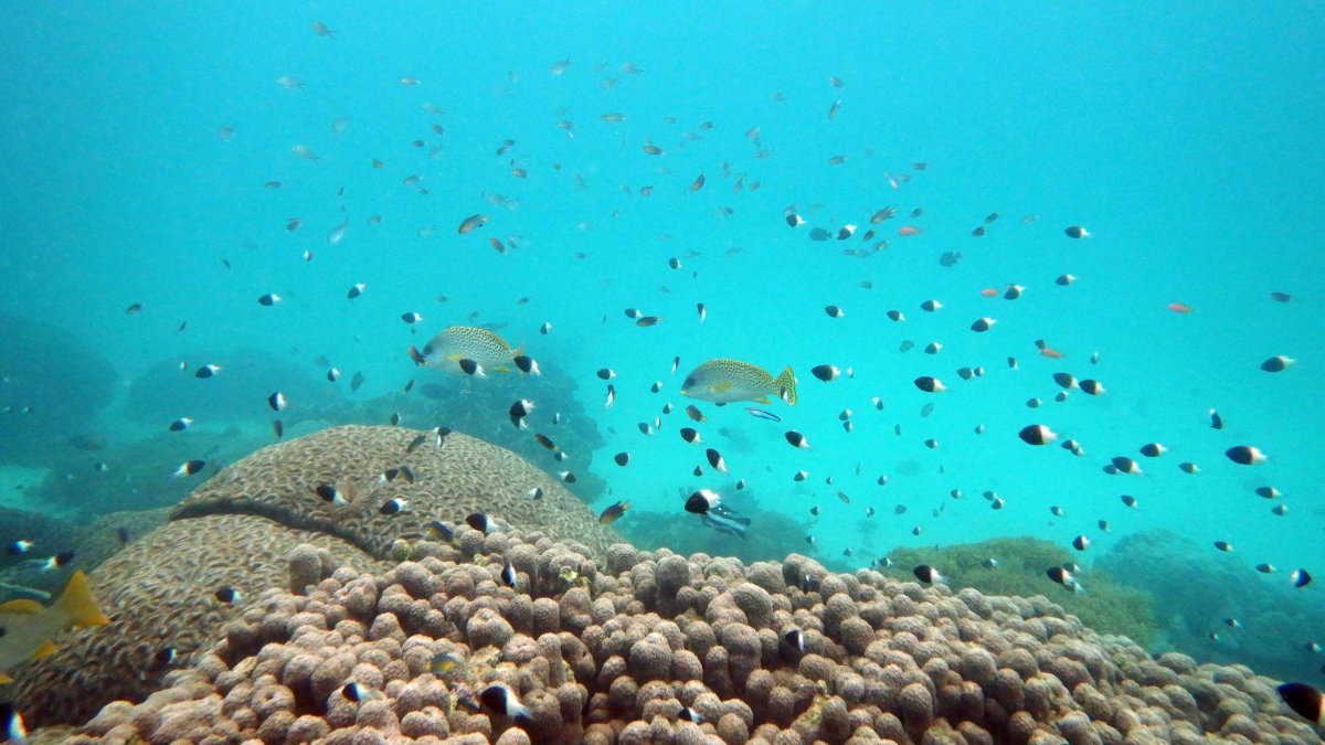 U.N. Creates Treaty to Protect Marine Life on High Seas – NBC 6 South Florida - Vimarsana News