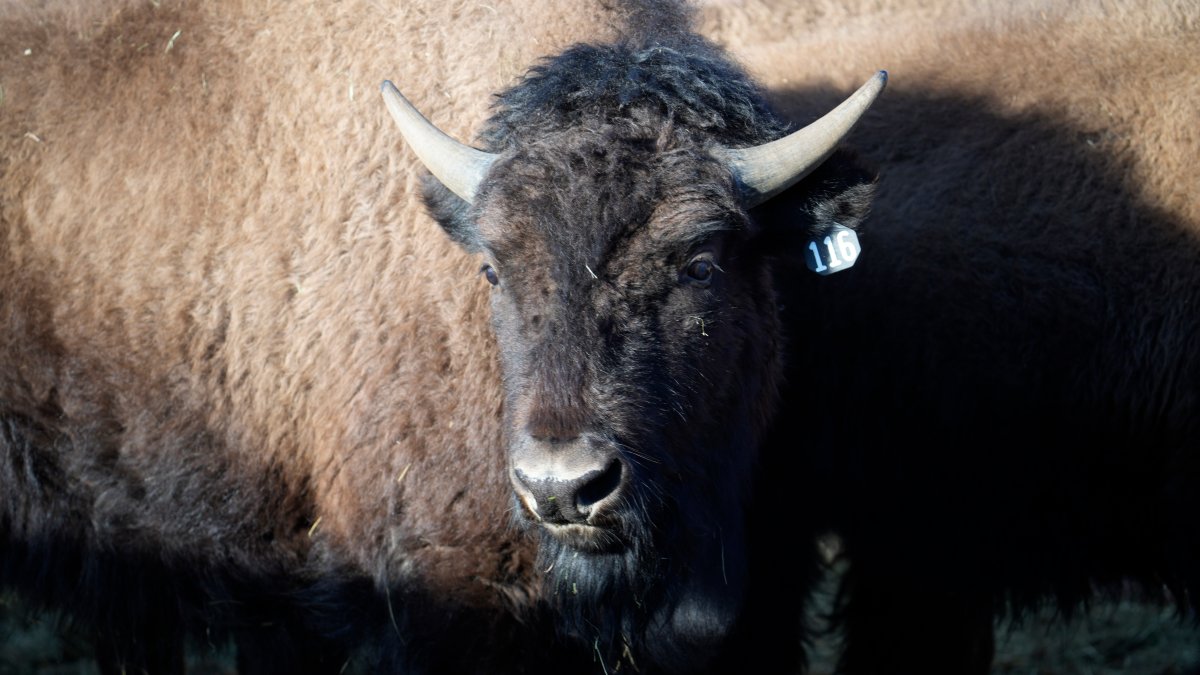 US Reintroduces Bisons to Native Lands in Oklahoma, Colorado – NBC 6 South Florida - Vimarsana News