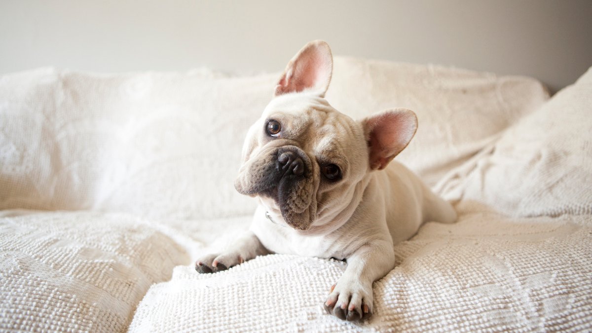 America Kennel Club Announces Most Popular Dog Breed in US – NBC 6 South Florida - Vimarsana News
