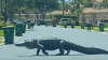 Video Shows Massive Gator Crossing Road in Naples Community as Neighbors Gather to Watch