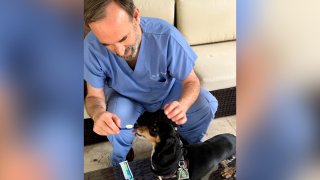 Pet Dental Health Begins at Home – NBC 6 South Florida