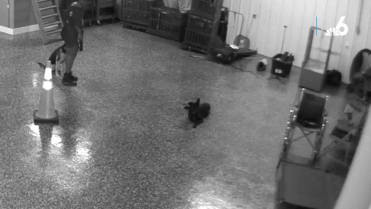 Video Released of Dog Trainer Arrested For Alleged Animal Cruelty in ...