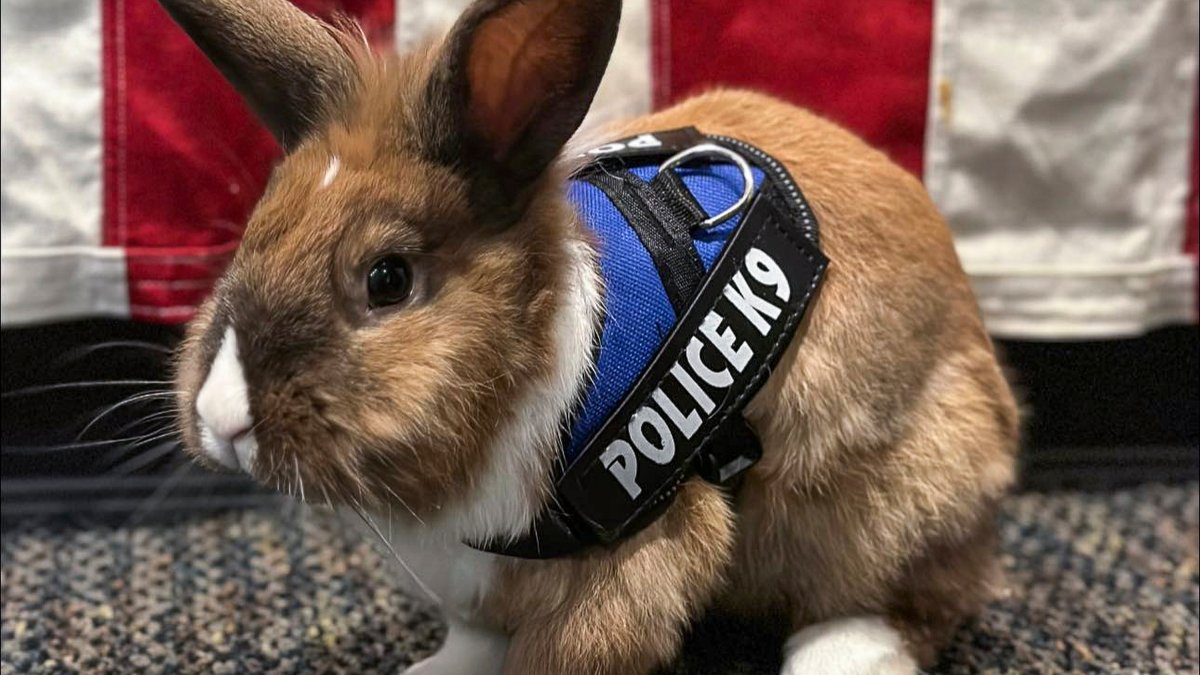California Police Department Hires Bunny as Officer – NBC 6 South Florida - Vimarsana News