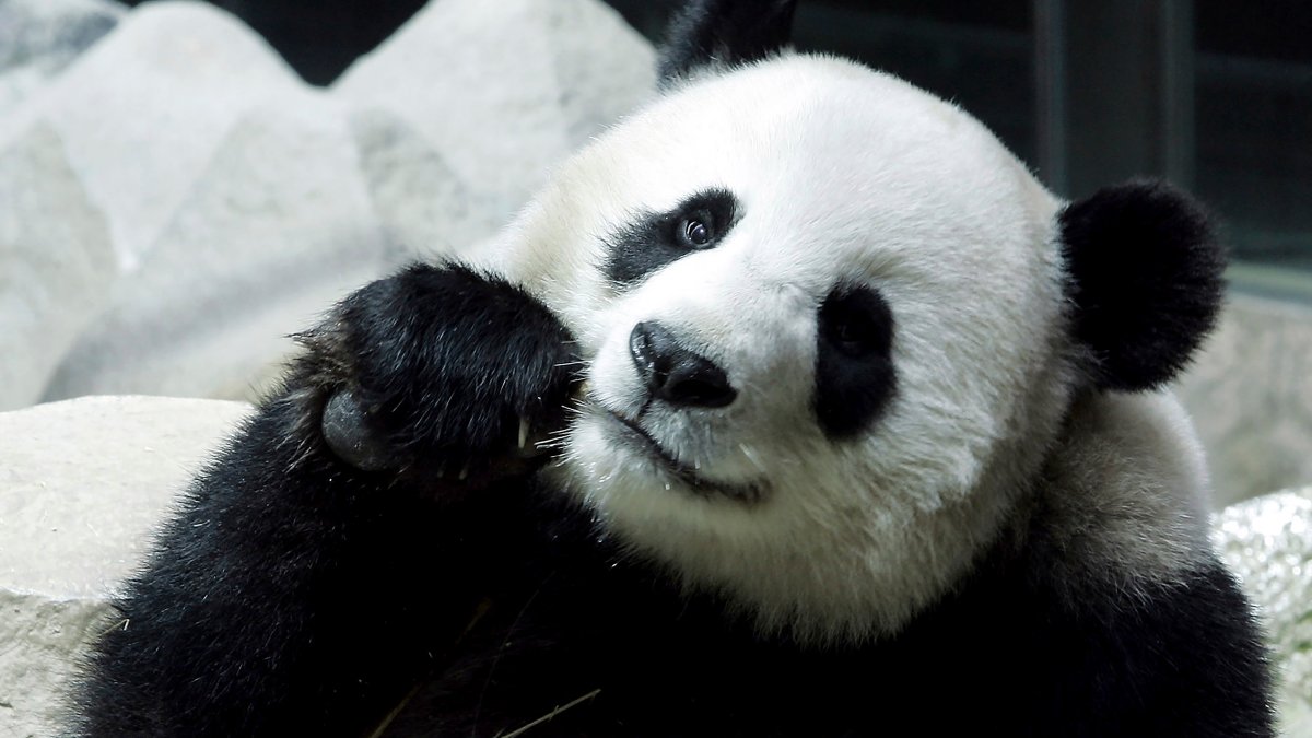 Giant Panda Lin Hui Dies in Thailand – NBC 6 South Florida - Vimarsana News