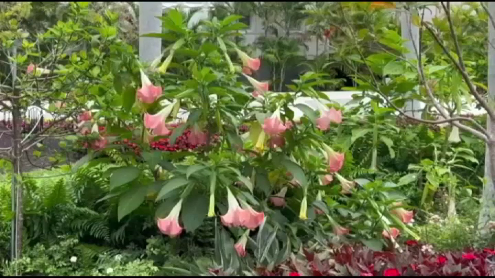 Angel trumpet 2024 toxic to dogs