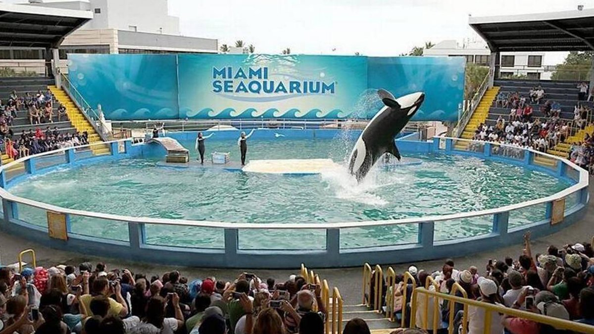 Bringing Lolita Home: How to Release Miami Seaquarium's Long-Captive Orca? - Vimarsana News
