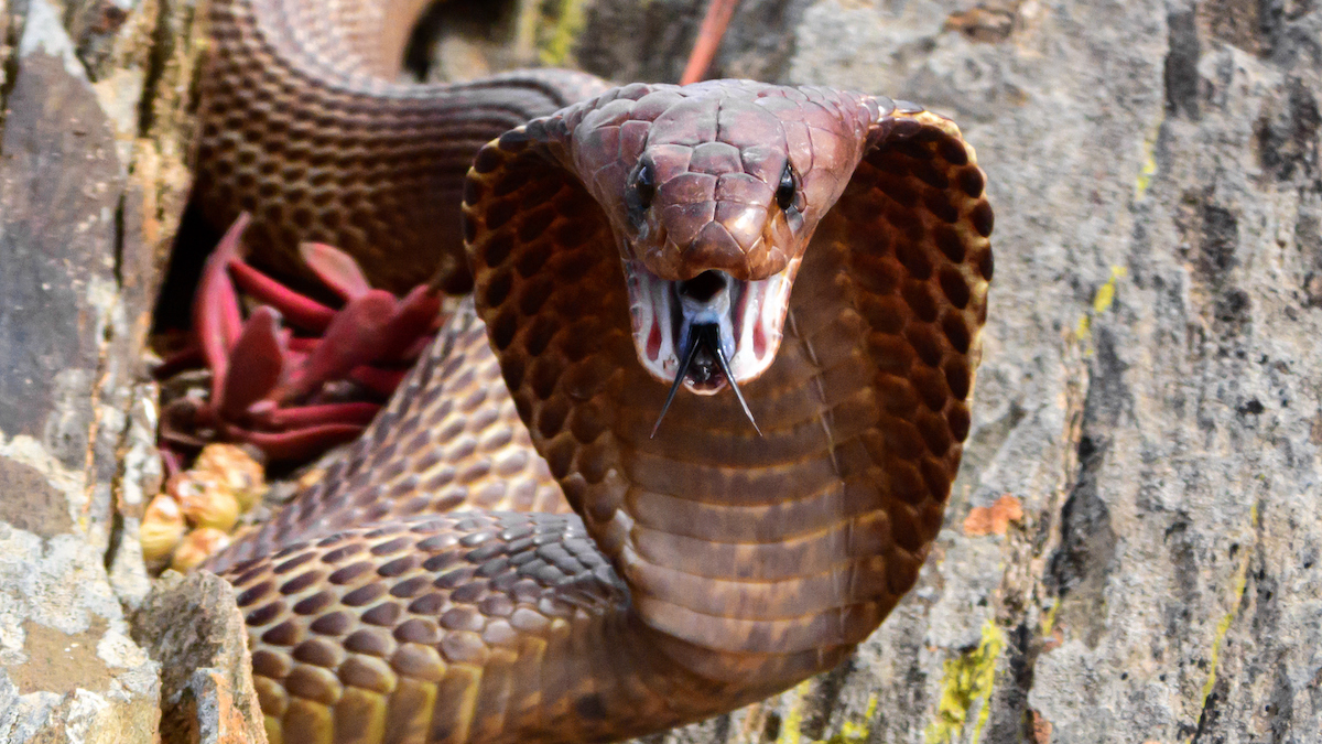 Twoheaded Cobra Snake High-Res Stock Photo - Getty Images