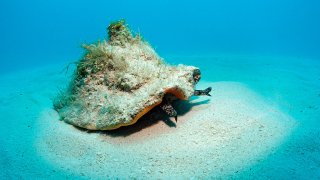 (GERMANY OUT) Conch shell, Strombus gigas, Bahamas, Atlantic Ocean  (Photo by Reinhard Dirscherl/ullstein bild via Getty Images)
