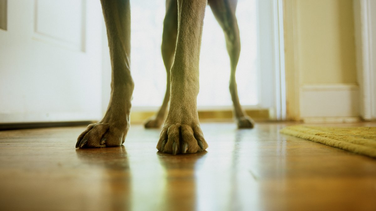 Pet sounds: Why some dog owners share music with their 4-legged friends