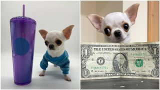 Pearl, a two-year-old chihuahua, is officially the world’s shortest dog.