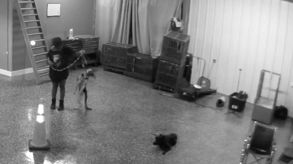 Dog Trainer Arrested For Alleged Animal Cruelty in Palm Beach County