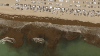 Why is There So Much Sargassum Seaweed on South Florida's Beaches This Year?