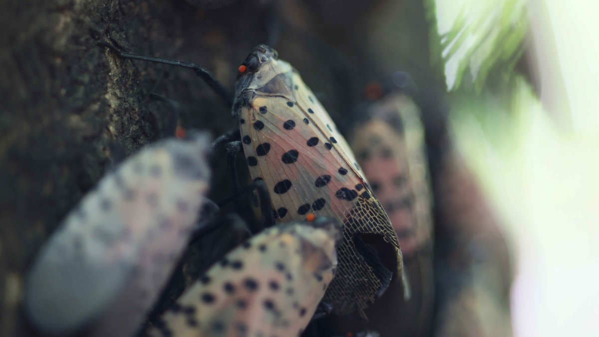 Researchers Using Dogs to Combat Spotted Lanternflies – NBC 6 South Florida - Vimarsana News