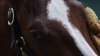 Preakness Favorite Mage Gets Stitches for Cut Above Eye, Good to Run in Triple Crown Race