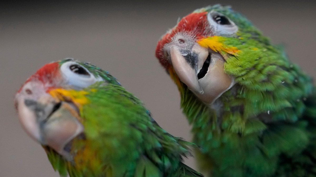 Miami Airport Customs Find Smuggled Parrot Eggs After Hatchlings Chirp – NBC 6 South Florida - Vimarsana News