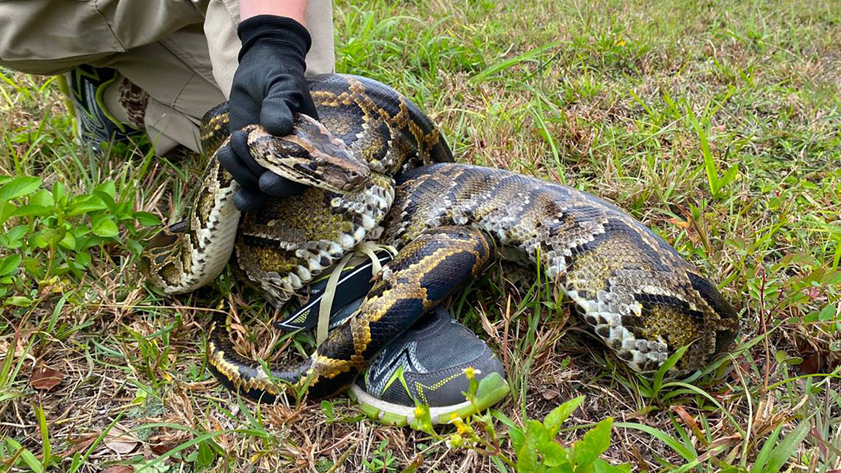 Python challenge registration opens for 2024 – NBC 6 South Florida