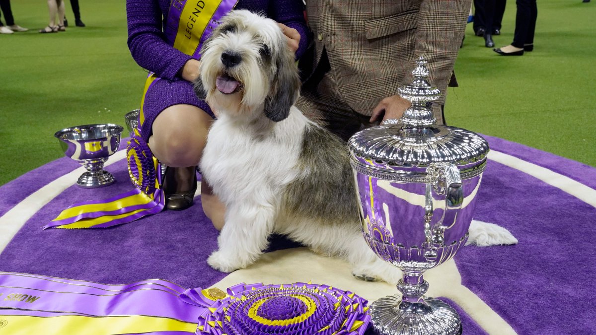 A Petit Basset Griffon Vendéen Helps make Heritage With Finest in Clearly show Gain at Westminster