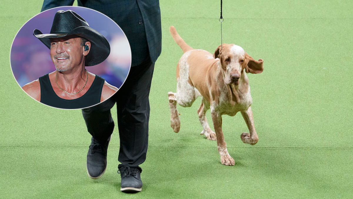 Doggy Co-Owned by Place Star Tim McGraw Wins New Breed at Westminster Clearly show