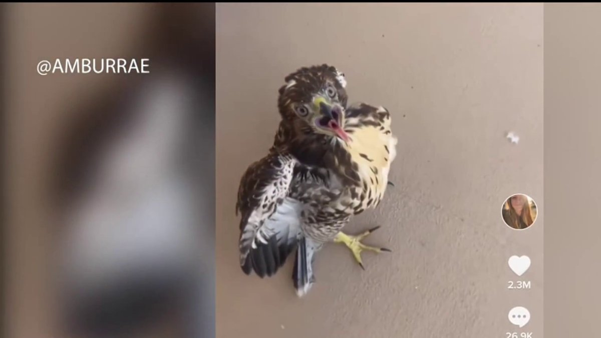 Viral TikTok Reveals San Diego Female Rescuing Pink-Tailed Hawk