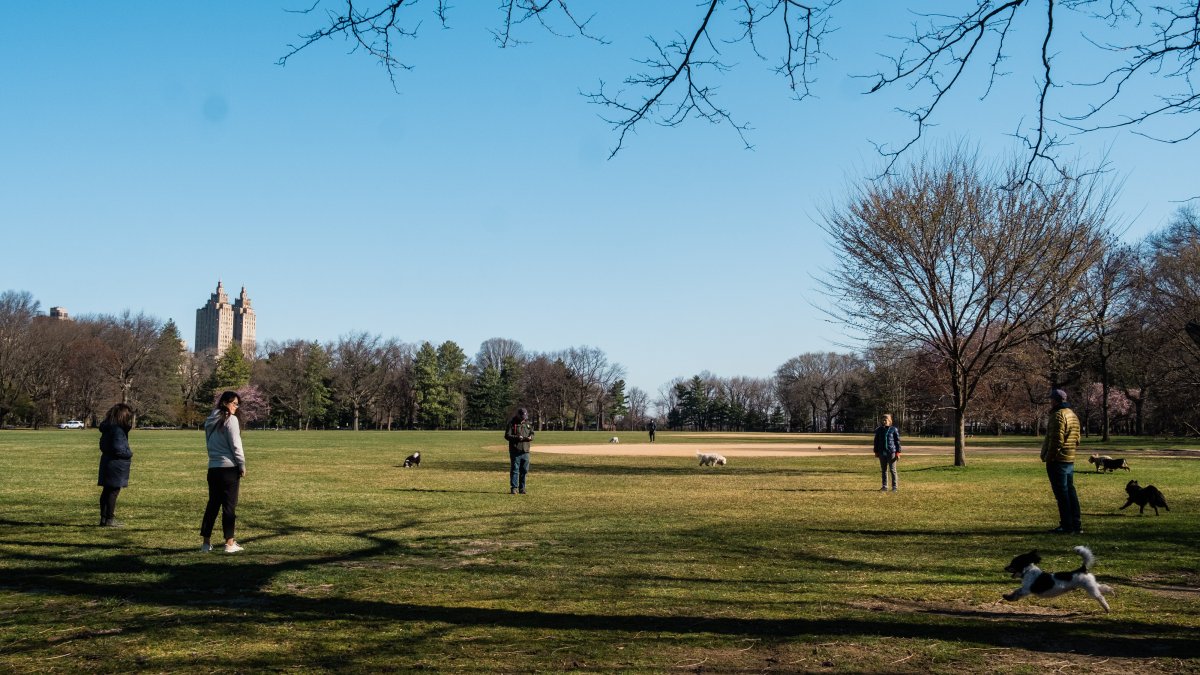 Dog fatally stabbed in Central Park NBC 6 South Florida
