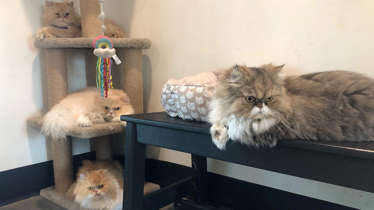 Florida woman leaves inheritance, Tampa estate to her 7 Persian cats