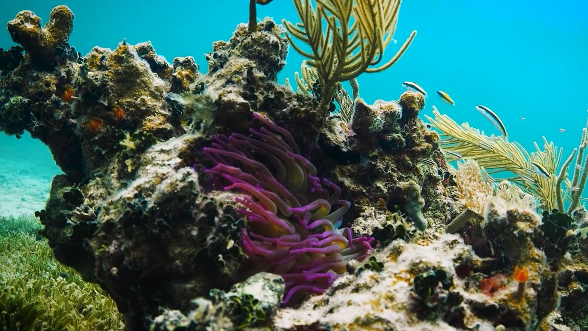 Coral reefs moved to cooler waters – NBC 6 South Florida - Vimarsana News
