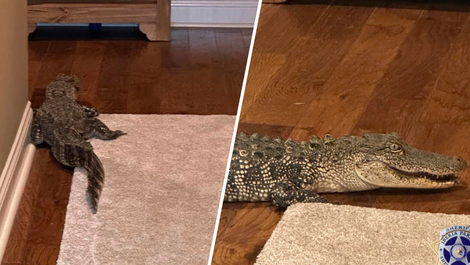 Alligator sneaks into Louisiana home through doggy door – NBC 6 South  Florida