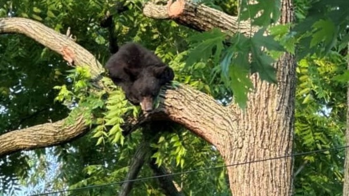 Black Bear Captured In Dc After Climbing Trees, Prancing In Yards – Nbc 