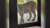 Video shows panther lurking outside woman's Southwest Florida home 