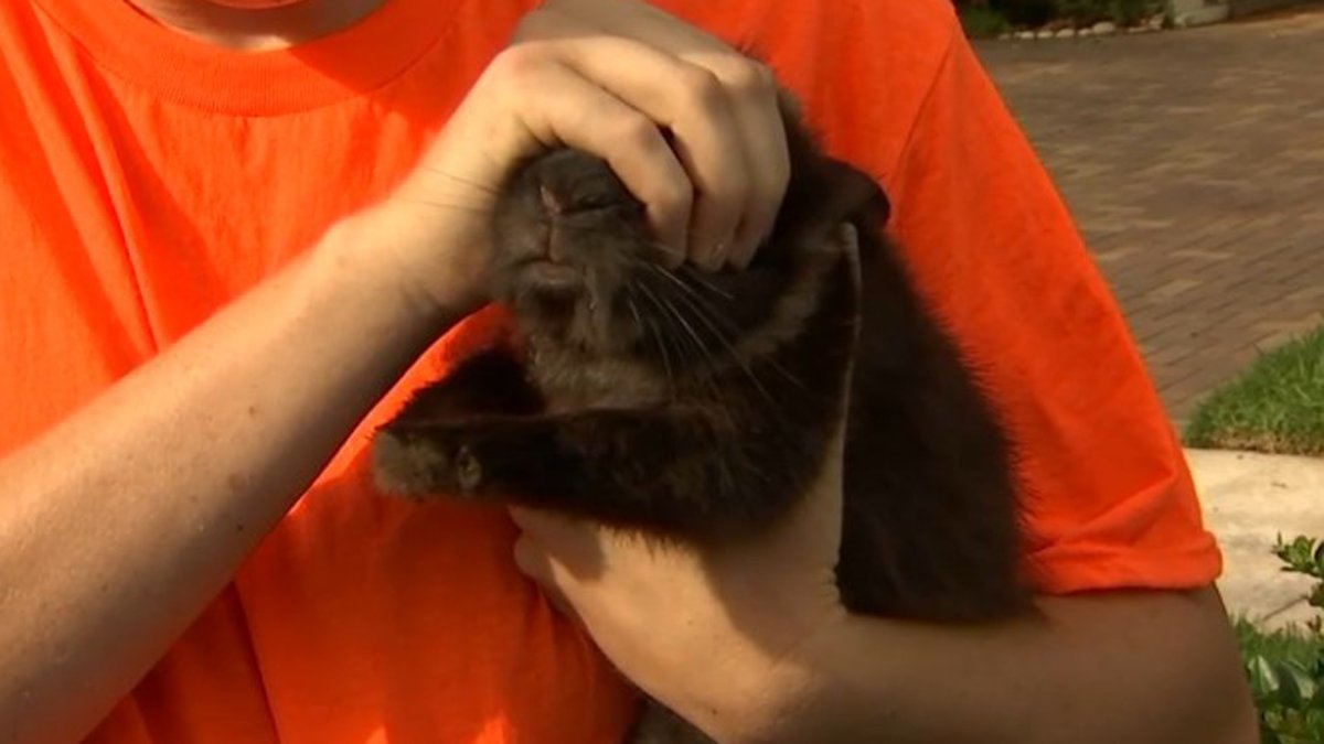 Rabbit roundup stirs controversy in Wilton Manors – NBC 6 South Florida - Vimarsana News