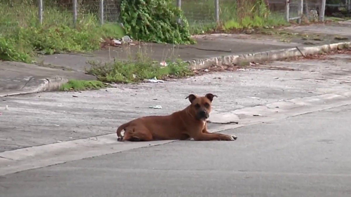 MiamiDade officer shoots at vicious dogs after attacking Little Haiti