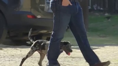 Animal shelter in Pompano Beach asks people to adopt or foster as A/C breaks