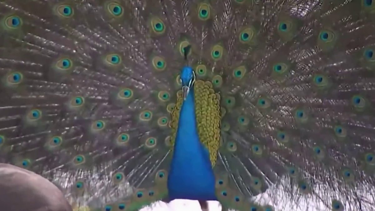 Florida man to give vasectomies to peacocks