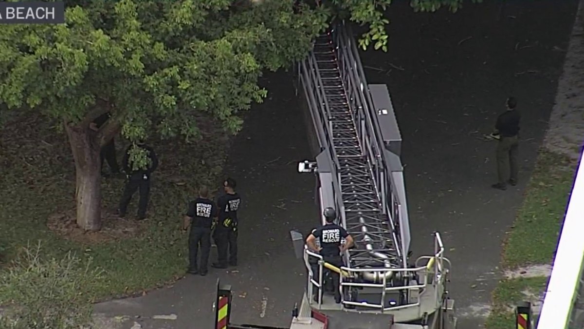 Suspect Climbs Tree to Avoid Arrest in Dania Beach – NBC 6 South Florida