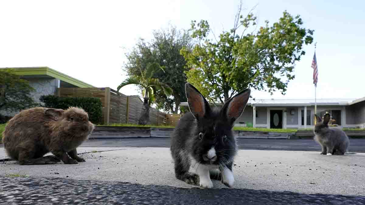 Lionhead rabbits in Florida: Invasion of domestic bunnies in Broward