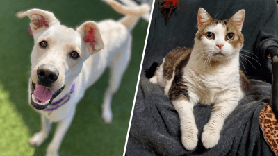 Clear the Shelter events held in Broward and Miami-Dade extend their hours
