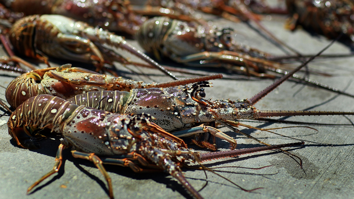 Florida’s lobster mini-season set to start: What you need to know – NBC ...